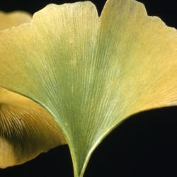 Ginkgo biloba (ginkgo), leaf detail