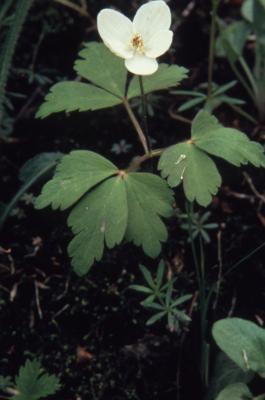 Anemone quinquefolia L. (wood anemone), flower and leaves