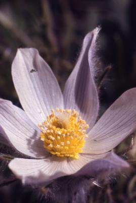 Anemone patens var. multifida Pritz. (pasqueflower), close-up of flower and stamens