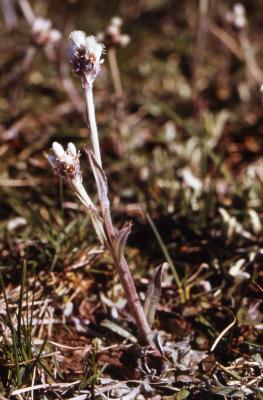 Antennaria neglecta Greene (cat's foot), habit