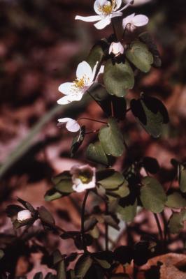 Thalictrum thalictroides (L.) Eames & Boivin (rue anemone), flowers on stem