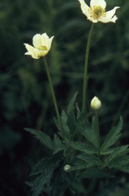 Anemone virginiana L. (tall anemone), flowers, buds, leaves