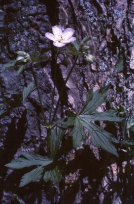Anemone quinquefolia L. (wood anemone), habit