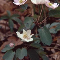Thalictrum thalictroides (L.) Eames & Boivin (rue anemone), habit, flowers, leaves 