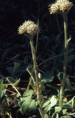 Antennaria howellii Greene (Howell's pussytoes), flower with stem