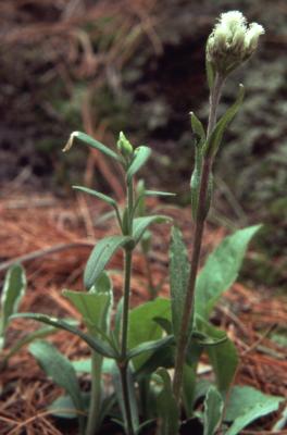 Antennaria plantanigifolia ( L.) Richardson (plantain-leaved pussytoes), staminate flowerhead