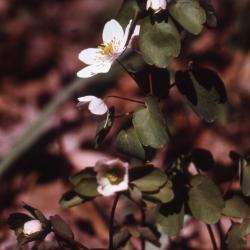 Thalictrum thalictroides (L.) Eames & Boivin (rue anemone), flowers on stem