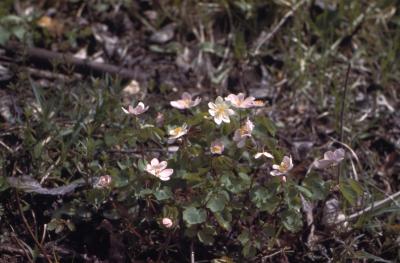 Thalictrum thalictroides (L.) Eames & Boivin (rue anemone), habit