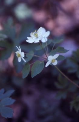Thalictrum thalictroides (L.) Eames & Boivin (rue anemone), flowers and leaves on stem