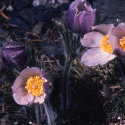 Anemone patens var. multifida Pritz. (pasqueflower), close-up of flowers in various stages of bloom