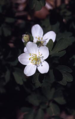 Thalictrum thalictroides (L.) Eames & Boivin (rue anemone), close-up of flower