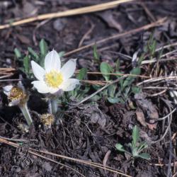 Anemone patens var. multifida Pritz. (pasqueflower), flowers