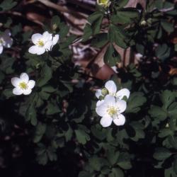 Thalictrum thalictroides (L.) Eames & Boivin (rue anemone), flowers and leaves