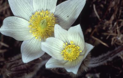 Anemone patens var. multifida Pritz. (pasqueflower), close-up of flowers
