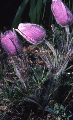 Anemone patens var. multifida Pritz. (pasqueflower); close-up of flower buds
