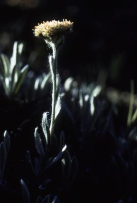 Antennaria Gaertn. (pussytoes), close-up of pistillate flower