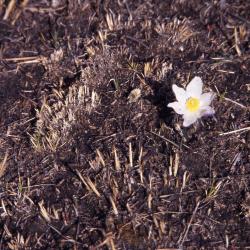 Anemone patens var. multifida Pritz. (pasqueflower), flower