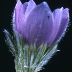 Pulsatilla vulgaris (European pasque-flower), close-up of flower, side
