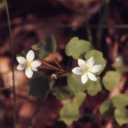 Thalictrum thalictroides (L.) Eames & Boivin (rue anemone), close-up flowers