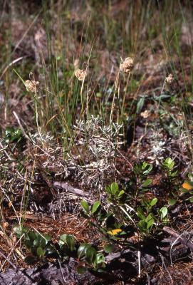 Antennaria microphylla Rydb. (littleleaf pussytoes), habit