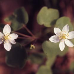 Thalictrum thalictroides (L.) Eames & Boivin (rue anemone), close-up of flowers
