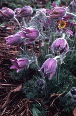 Pulsatilla vulgaris (European pasque-flower), flower buds