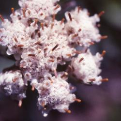 Antennaria Gaertn. (pussytoes), close-up of flowers