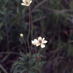 Eriocapitella vitifolia (Buch.-Ham. ex DC.) Nakai (grape-leaved anemone), flowers and seed head