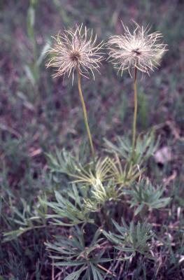 Anemone patens var. multifida Pritz. (pasqueflower), seed heads, habit