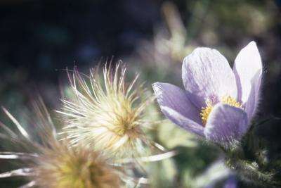 Anemone patens var. multifida Pritz. (pasqueflower), close-up of flower and seed heads