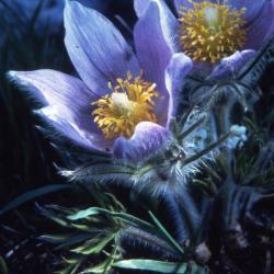 Anemone patens var. multifida Pritz. (pasqueflower), close-up of flowers and stems