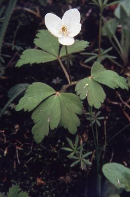 Anemone quinquefolia L. (wood anemone), flower, leaves, and stem