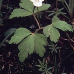 Anemone quinquefolia L. (wood anemone), flower, leaves, and stem