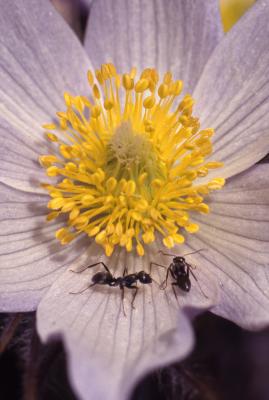 Anemone patens var. multifida Pritz. (pasqueflower), close up of flower and stamens 