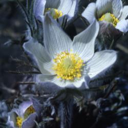 Anemone patens var. multifida Pritz. (pasqueflower), close-up of flowers in various stages of bloom