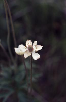 Eriocapitella vitifolia (Buch.-Ham. ex DC.) Nakai (grape-leaved anemone), close-up of flower