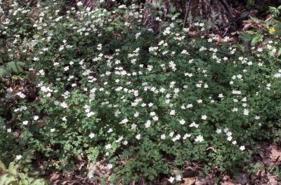 Thalictrum thalictroides (L.) Eames & Boivin (rue anemone), habit
