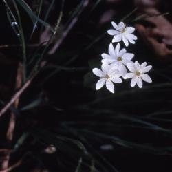 Thalictrum thalictroides (L.) Eames & Boivin (rue anemone), flowers