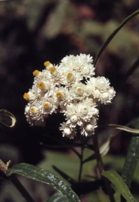 Anaphalis margaritacea (L.) Benth. & Hook.f. (pearly everlasting), close-up of flower with some buds