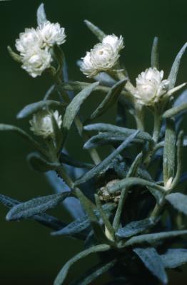 Anaphalis margaritacea (L.) Benth. & Hook.f. (pearly everlasting), close-up of flower head