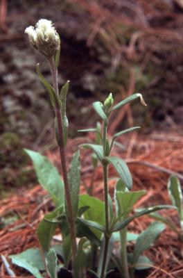 Antennaria plantaginifolia (L.) (plantain-leaved pussytoes), habit