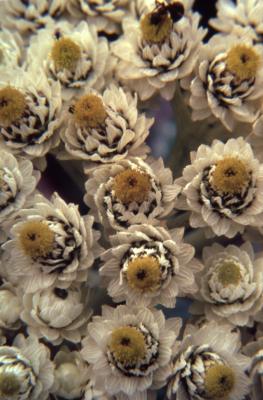 Anaphalis margaritacea (L.) Benth. & Hook.f. (pearly everlasting), close-up of flowers