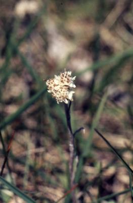 Antennaria Gaertn. (pussytoes), close-up of staminate floret with stem