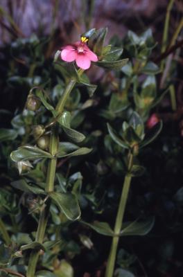 Anagallis arvensis L. (scarlet pimpernel), stem with leaves and flower