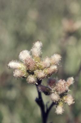 Antennaria Gaertn. (pussytoes), close-up of flowers