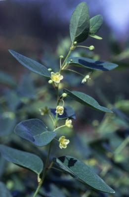 Andrachne colchica Fisch. & C.A. Meyer (Caucasian-spurge), close-up of stem with leaves, flowers and buds