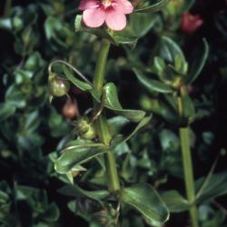 Anagallis arvensis L. (scarlet pimpernel), stem with leaves, flower and fruit