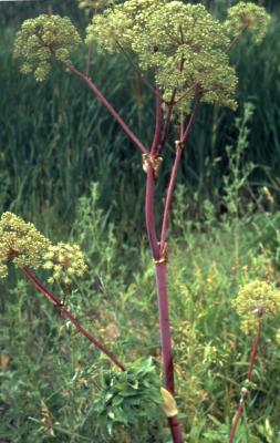 Angelica atropurpurea L. (great angelica), stem and umbels of flower