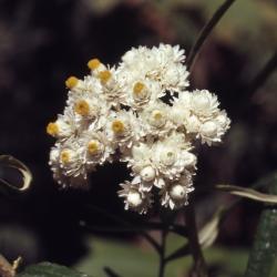 Anaphalis margaritacea (L.) Benth. & Hook.f. (pearly everlasting), close-up of flower with some buds