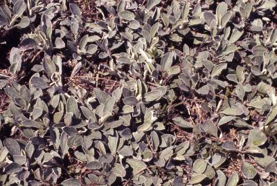 Antennaria plantaginifolia (L.) Richardson (plantain-leaved pussytoes), habit